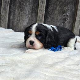 Jasper - Tri-color male Cavalier King Charles Spaniel puppy in Preston, Maryland from Katie's Pups