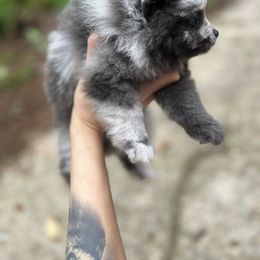 Pomeranian Puppies from Bama Pom Squad