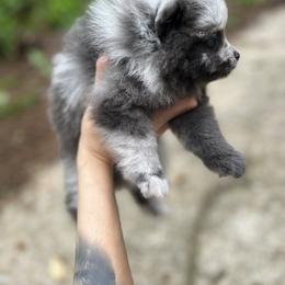Pomeranian Puppies from Bama Pom Squad