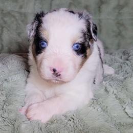 Meeko - Blue merle male Miniature Australian Shepherd puppy in Sunbury, Pennsylvania from Elemental Mini Aussies