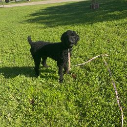 Blue collar boy (Murphy) - Black Poodle puppy in Santa Fe, Texas from Greatest Hits Standard Poodles