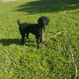 Blue collar boy (Murphy) - Black Poodle puppy in Santa Fe, Texas from Greatest Hits Standard Poodles