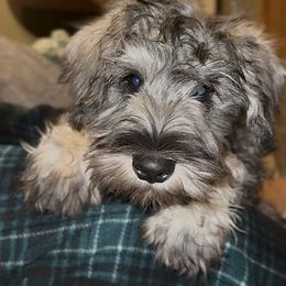 Oakley - Black and silver male Miniature Schnauzer puppy in Akeley, Minnesota from Great Northern Schnauzers