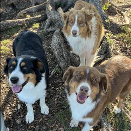 Australian Shepherds from Cross My Heart Aussies