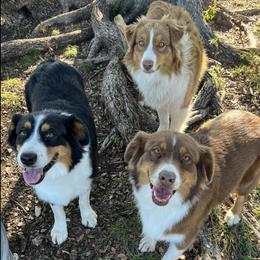 Australian Shepherds from Cross My Heart Aussies