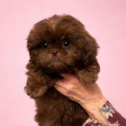 Chelsea - Chocolate female Shih Tzu puppy in Tallahassee, Florida from Bows and Bow Ties