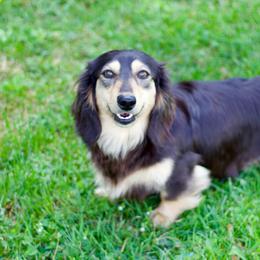 Oakley - Dachshund