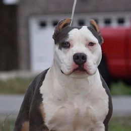 American Bullies and French Bulldogs from Boujie Bullies & Frenchie’s