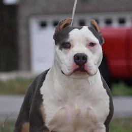 American Bullies and French Bulldogs from Boujie Bullies & Frenchie’s