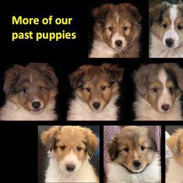 Shetland Sheepdog Puppies from Ashton