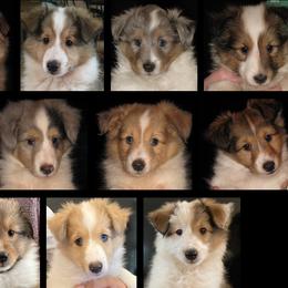 Shetland Sheepdog Puppies from Ashton