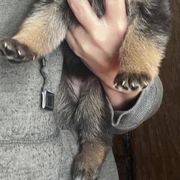 Purple girl - Black and red female German Shepherd puppy in Worthington, Indiana from Aus Gerstbrei German Shepherds