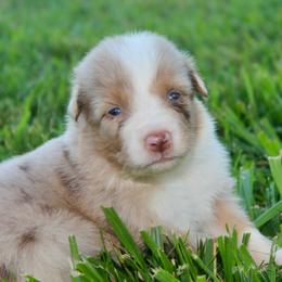 Dinah - Red merle female Australian Shepherd puppy in Star City, Arkansas from Blush & Lace Aussie Co.