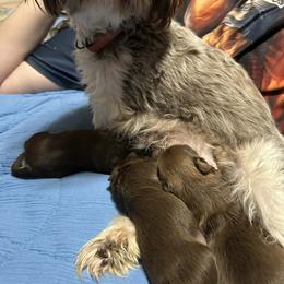 Shih Tzu Puppies from Golden Goddess Shih Tzu's