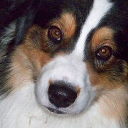 Dutton - Australian Shepherd
