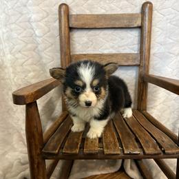 Full fluffy Echo - Black and white male American Corgi puppy in Decatur, Texas from Bar S Corgis