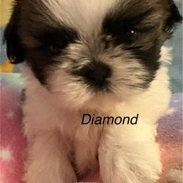 Girl 1 Diamond - Gold and white female Shih Tzu puppy in Madras, Oregon from Maridee’s ShihTzu