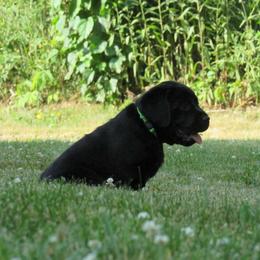 Boy 2 - Black Labrador Retriever puppy in Oregon, Illinois from Molly Ziegler's Labrador Retrievers