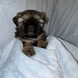George - Sable male Shih Tzu puppy in Kettering, Ohio from LaDawn’s Little Lions
