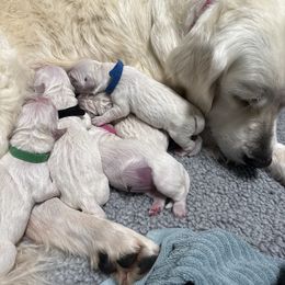 Golden Retrievers from Stone Ridge English Cream Golden Retrievers