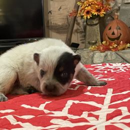 Queen Boy 4 - Blue speckled male Australian Cattle Dog puppy in Monroe, Louisiana from The Sweet Kennels