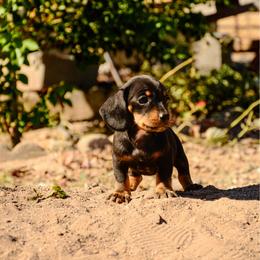 Cookie - Black and tan female Dachshund puppy in Surprise, Arizona from Molina Family Farms