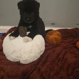 Boy 1 - Black male Siberian Husky puppy in Richlands, North Carolina from Velaris Huskies