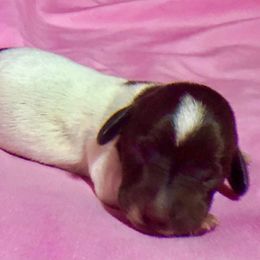 Kate McKinnon (Weird Barbie) - Chocolate and tan Dachshund puppy in Florida from Lazy Acres Farm