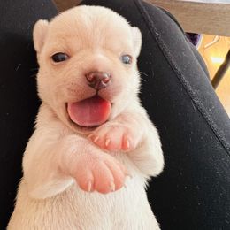Boy 1 - Chihuahua puppy in Buffalo Grove, Illinois from Piccoli Amici Chihuahuas