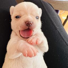 Boy 1 - Chihuahua puppy in Buffalo Grove, Illinois from Piccoli Amici Chihuahuas