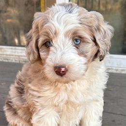Aphrodite - female Australian Mountain Doodle puppy in Lincoln, Nebraska from GRand Doodles
