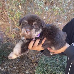 Miniature Schnauzer Puppies from Genesis Tiny Schnauzers
