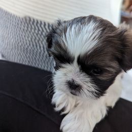 Shih Tzu Puppies from We Shih Tzu Not!
