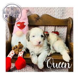 Queen - Merle female Bernedoodle puppy in Belleville, Michigan from Moose Tracks Bernedoodles