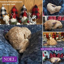 NOEL - Purple Collar Girl - Apricot female Poodle puppy in Charlo, Montana from Heavenly Hilltop Farm