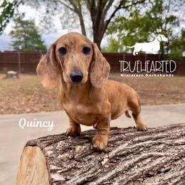 Quincy - Brindle female Dachshund puppy in Royse City, Texas from Truehearted Miniature Dachshunds