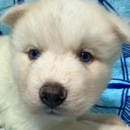 AKC Diamond - White female Siberian Husky puppy in Centreville, Maryland from Huskies By the Bay