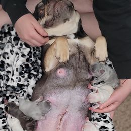 French Bulldog Puppies from 4 Leaf Frenchies