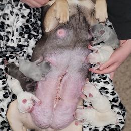 French Bulldog Puppies from 4 Leaf Frenchies