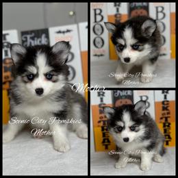Mother - Black and white female Pomsky puppy in Rossville, Georgia from Scenic City Pomskies