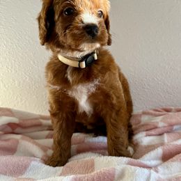 Girl 3 - Red female Irish Doodle puppy in Bloomfield, Iowa from Schooley Doodles