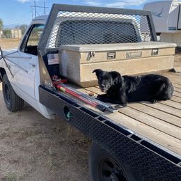 Kiwi - Australian Shepherd