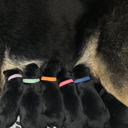 Cavalier King Charles Spaniels, Dachshunds, and German Shepherds from Saffron