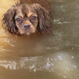 Cavalier King Charles Spaniel Puppies from Dandelions and Kings