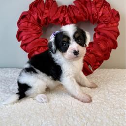 Anna - Black tri-color female Aussiedoodle puppy in Adams, Nebraska from Boxcar Doodles and Poodles