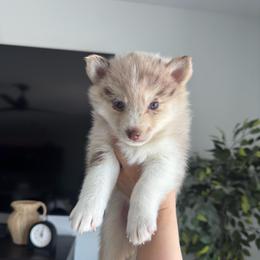 Winter - Merle female Pomsky puppy in Goodyear, Arizona from Velvet Pomskies