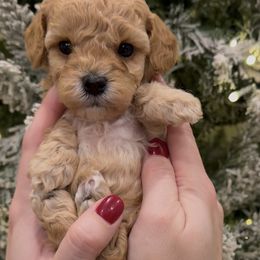 Teensy Tiny Girl our runt - Apricot female Goldendoodle puppy in Mayfield, Utah from Ruff Country Doodles