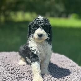 Clover - Black female Goldendoodle puppy in Sanderson, Florida from Serenity Goldendoodles