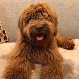 Goldendoodles from Connie’s Goldendoodles