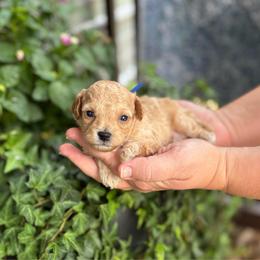 Malibu - Red  male Poodle puppy in Wharton, Texas from In the Red Poodles